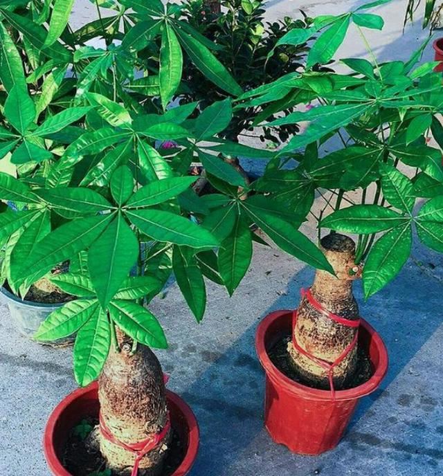 服盆期的发财树该如何管理？多注意4点要求，可早日萌发新芽