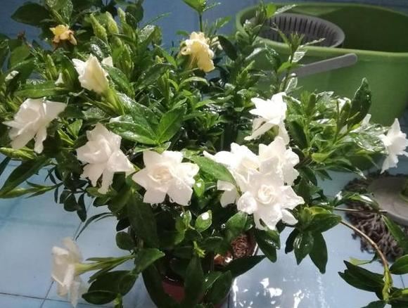 如何在家盆栽栀子花？就按"6点"要求养，花开数量轻易翻倍