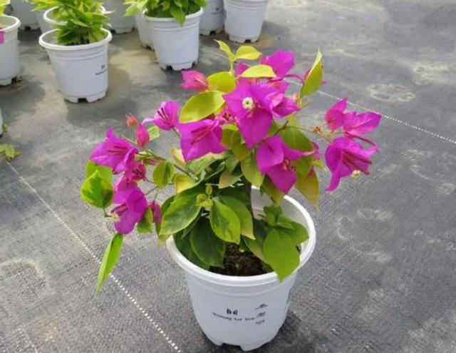 冬季该如何护理三角梅？掌握正确的修剪技巧，花开数量可翻倍