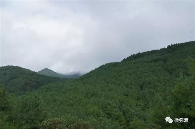曾经毁林开荒，如今变成一个拥有26000亩华山松的村庄