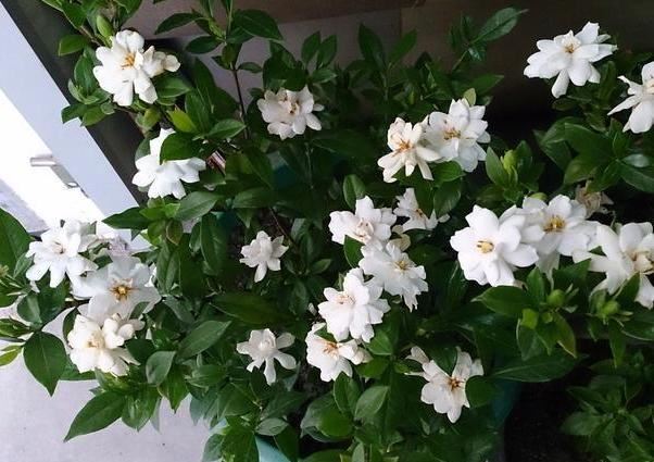 如何在家盆栽栀子花？就按"6点"要求养，花开数量轻易翻倍