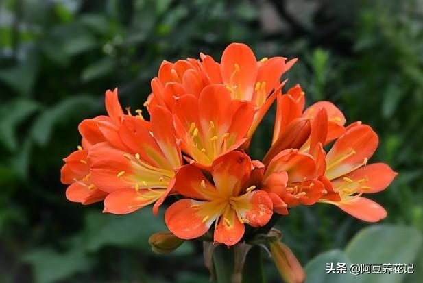 花中君子，言而有信，说开花就开花，养护做“2点”，色彩鲜艳