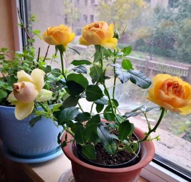 月季徒长不开花怎么办？从5个方面排查，找出病灶消灭掉就好了