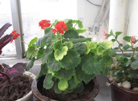 什么样的环境适宜天竺葵成长？5个小妙招，让它砰砰开个不停