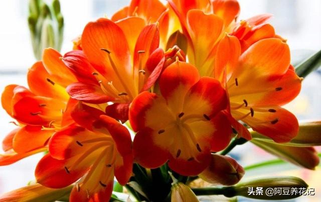 花中君子，言而有信，说开花就开花，养护做“2点”，色彩鲜艳