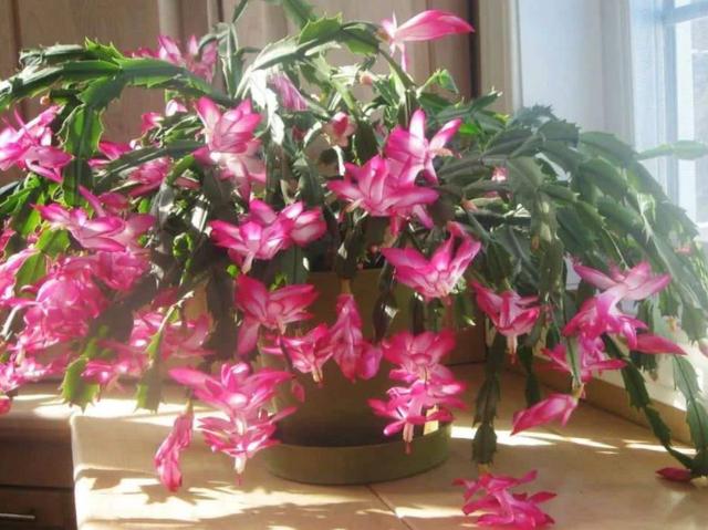 养蟹爪兰用1种"渣"，可代替催花肥、生长肥，让植株花开不断