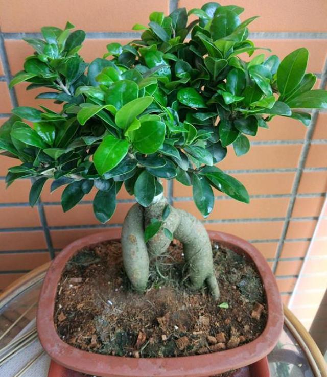 服盆期的发财树该如何管理？多注意4点要求，可早日萌发新芽