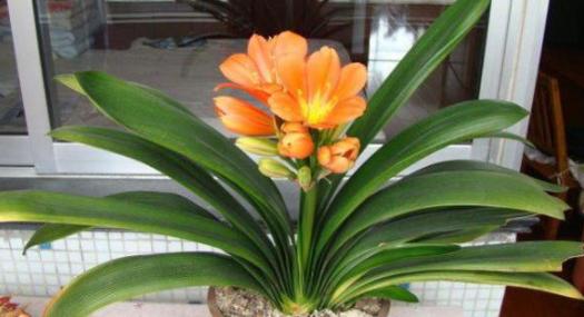 教你自配3种"水溶液"，1个月浇花3次，花草蹭蹭长根须