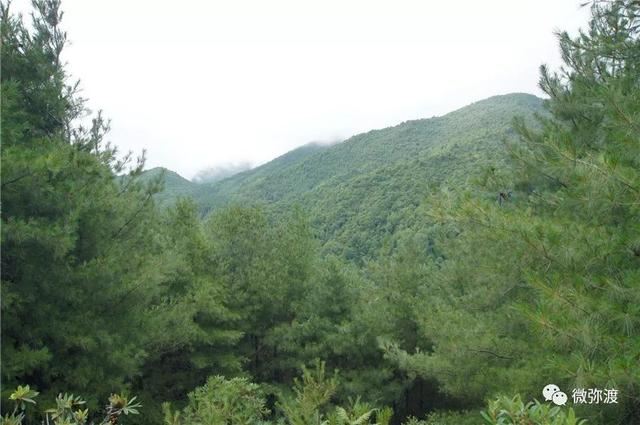 曾经毁林开荒，如今变成一个拥有26000亩华山松的村庄