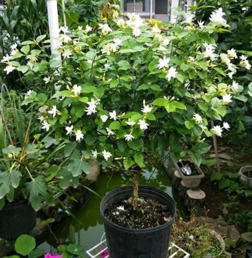 教你自配3种"水溶液"，1个月浇花3次，花草蹭蹭长根须