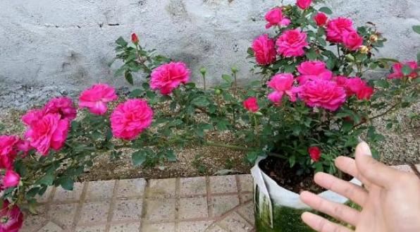 月季徒长不开花怎么办？从5个方面排查，找出病灶消灭掉就好了