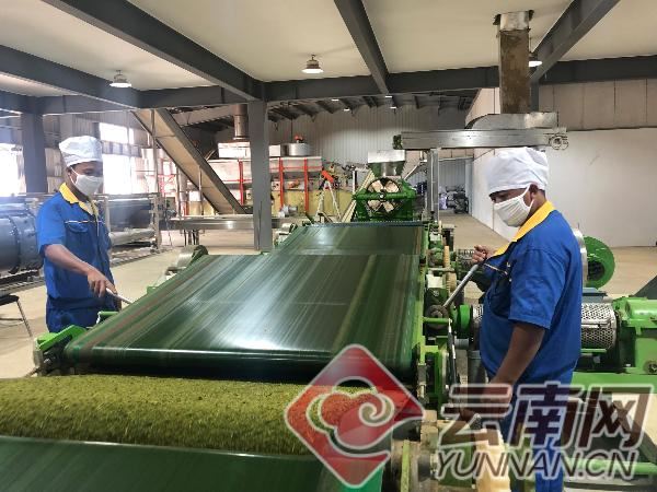 临沧市沧源县：企业舞龙头托起绿色致富梦