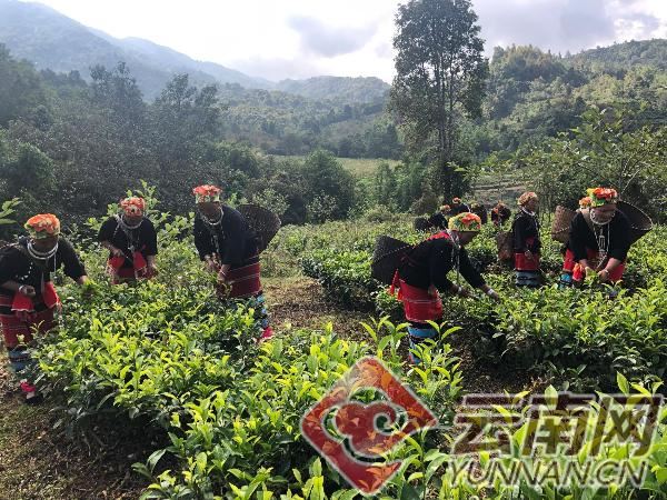 临沧市沧源县：企业舞龙头托起绿色致富梦