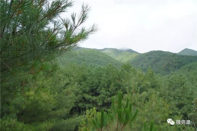 曾经毁林开荒，如今变成一个拥有26000亩华山松的村庄