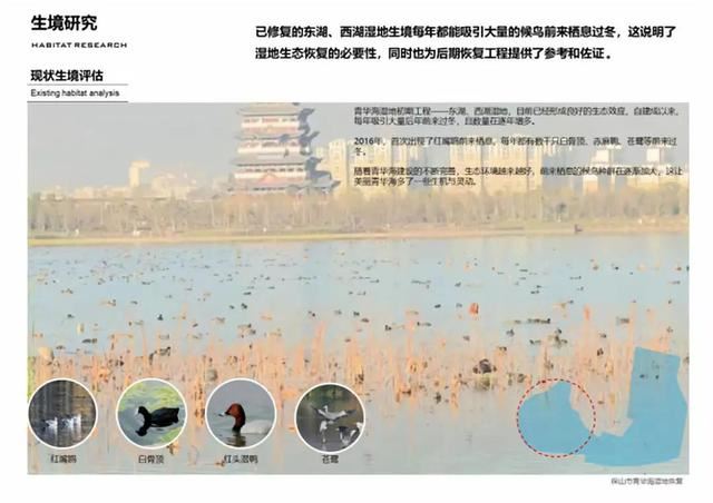 案例：高原湖泊湿地的生态恢复实践 -保山市青华海湿地恢复
