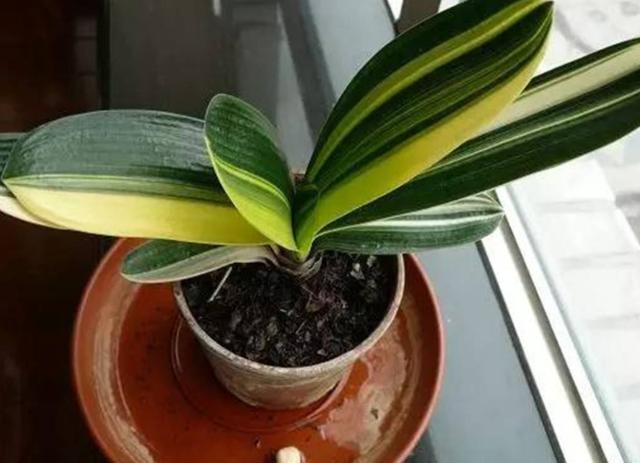 天冷花草该不该入屋？盆栽此4种寒冬"冻一冻"，反而开花更多