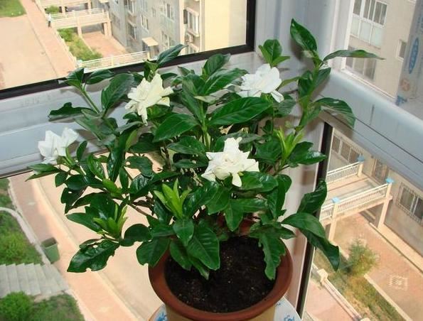如何在家盆栽栀子花？就按"6点"要求养，花开数量轻易翻倍