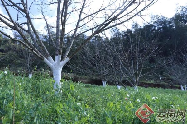 云南镇康：给“摇钱树”上“保险”