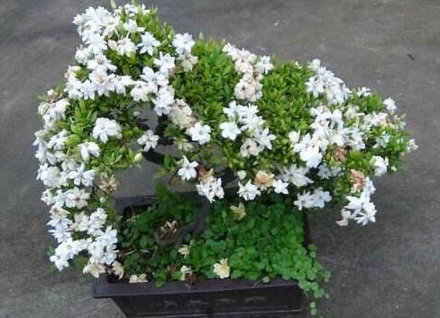 如何在家盆栽栀子花？就按"6点"要求养，花开数量轻易翻倍