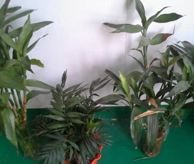 该怎么处理黄叶的富贵竹？4点做到位，枝叶四季常青、郁郁葱葱