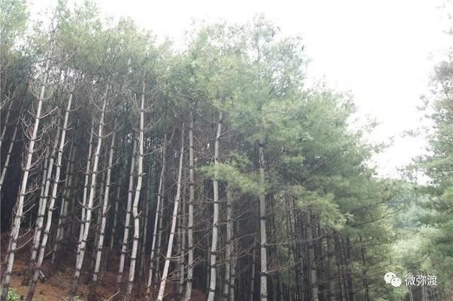 曾经毁林开荒，如今变成一个拥有26000亩华山松的村庄