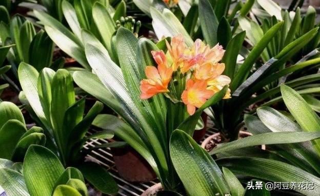 花中君子，言而有信，说开花就开花，养护做“2点”，色彩鲜艳