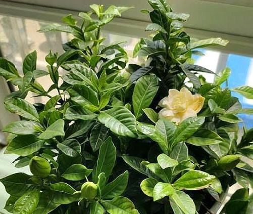 如何在家盆栽栀子花？就按"6点"要求养，花开数量轻易翻倍