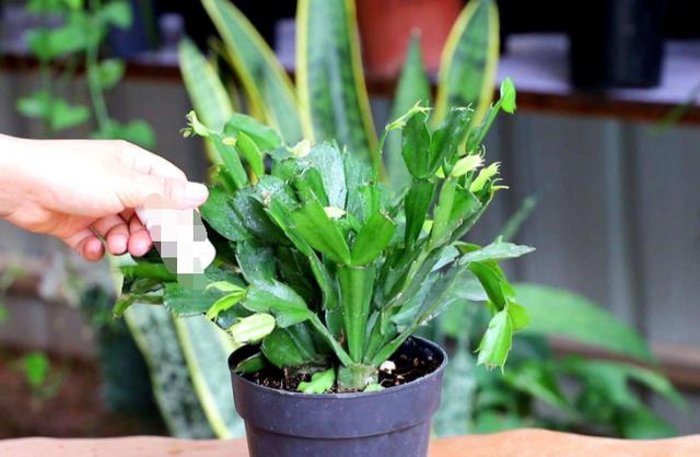 养蟹爪兰用1种"渣"，可代替催花肥、生长肥，让植株花开不断