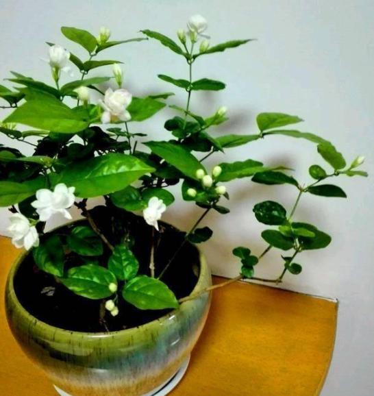 教你自配3种"水溶液"，1个月浇花3次，花草蹭蹭长根须