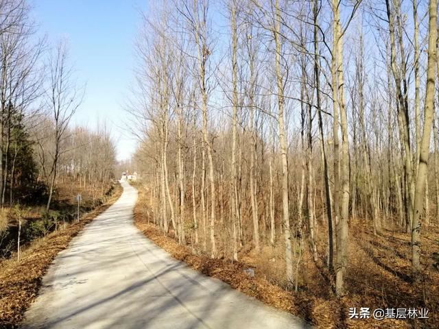 一个种植周期亩产值过万，经济效益可与杉木媲美的硬杂木——麻栎