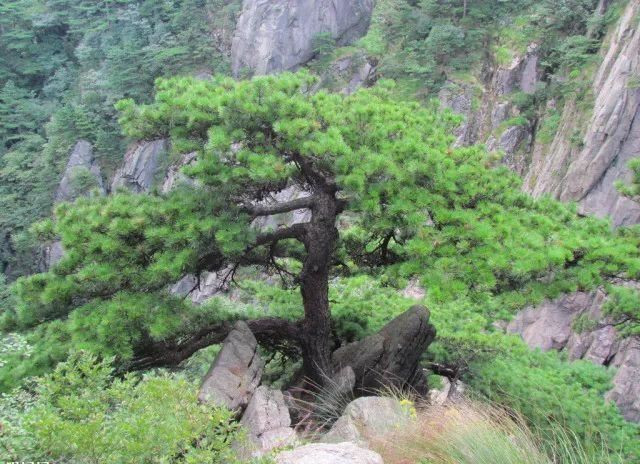 园林植物配置的禁忌你知道吗？有些果树植物在一起会死的