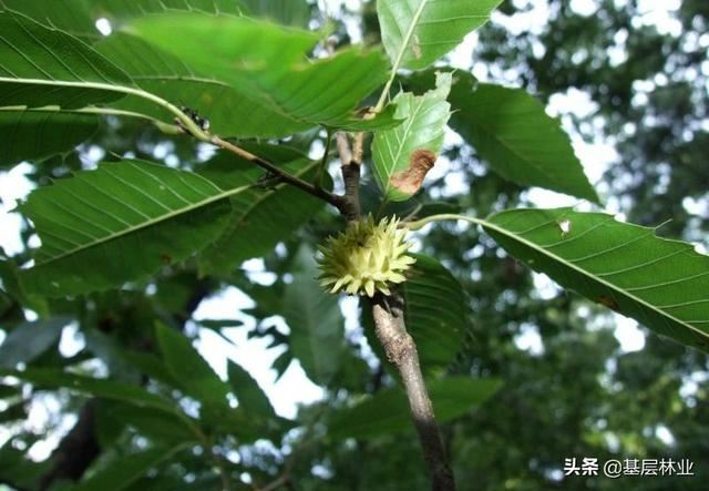 一个种植周期亩产值过万，经济效益可与杉木媲美的硬杂木——麻栎
