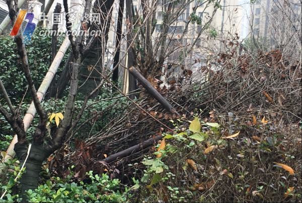 宁波绿地养护年度“红黑榜”出炉 这10块最优绿地你去过吗？