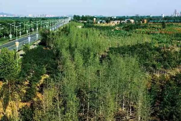 有图有真相！北京五大风沙危害区，如今绿荫全覆盖