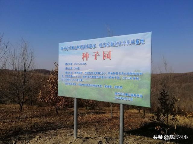 一个种植周期亩产值过万，经济效益可与杉木媲美的硬杂木——麻栎