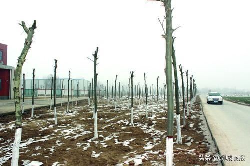 聊城开发区多措并举，填补农村地区绿化空白