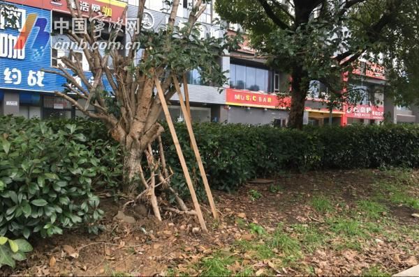宁波绿地养护年度“红黑榜”出炉 这10块最优绿地你去过吗？