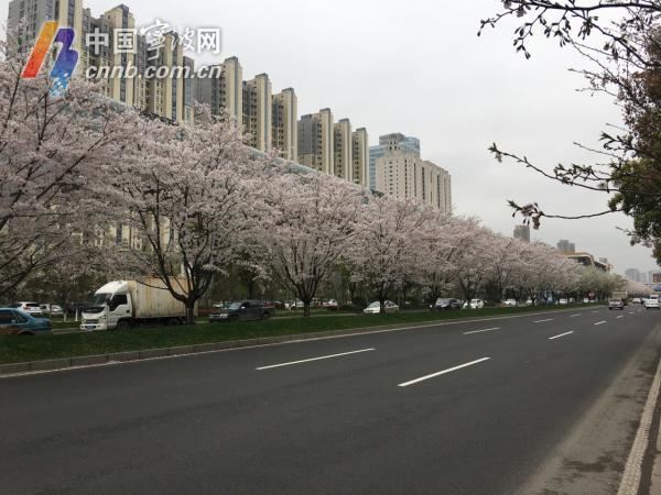 宁波绿地养护年度“红黑榜”出炉 这10块最优绿地你去过吗？