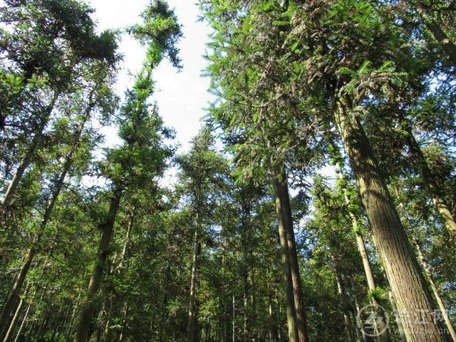 罗平县2019年林业产值达11.38亿元