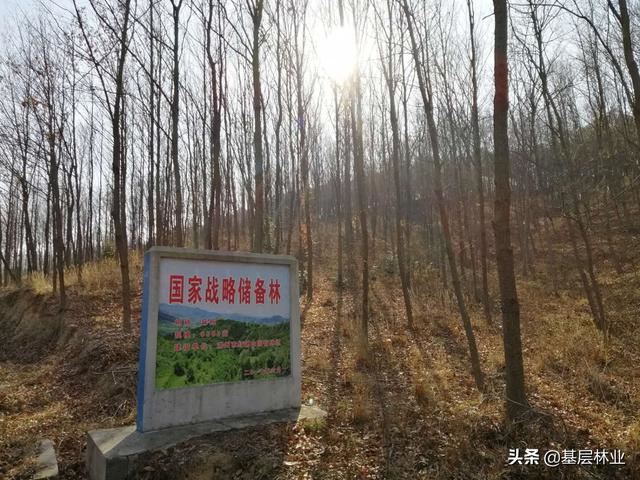一个种植周期亩产值过万，经济效益可与杉木媲美的硬杂木——麻栎