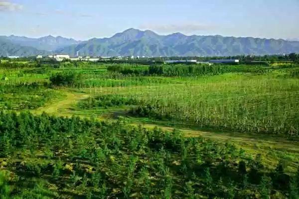有图有真相！北京五大风沙危害区，如今绿荫全覆盖
