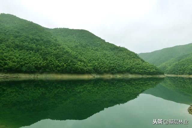 一个种植周期亩产值过万，经济效益可与杉木媲美的硬杂木——麻栎