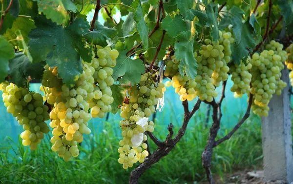 园林植物配置的禁忌你知道吗？有些果树植物在一起会死的