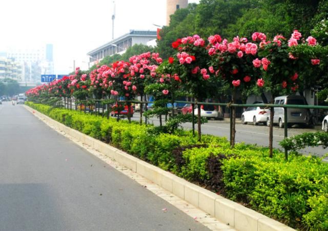 为何国内注重的城市绿化，欧洲国家却基本没有？这4个原因很实在