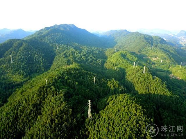 罗平县2019年林业产值达11.38亿元