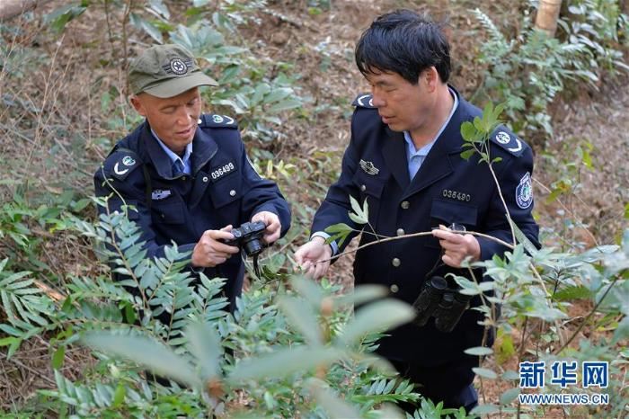 [最美林业故事]守护深山三十载的“兄弟档”