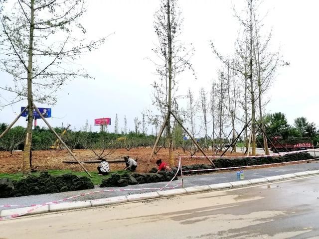 锦上添花！绽放现代林业生态之美，荣添青白江之彩！