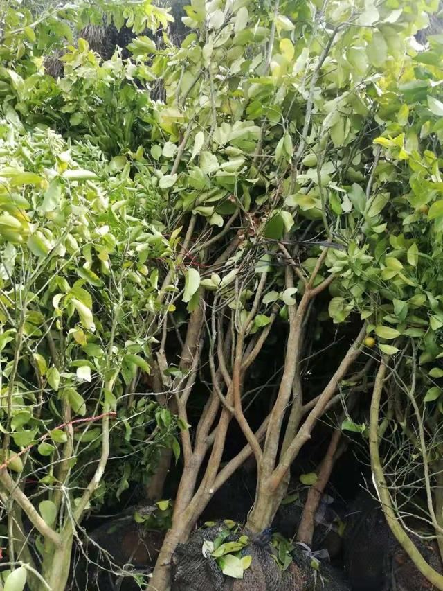 市林业局：兴高采烈忙植树 欢天喜地过大年
