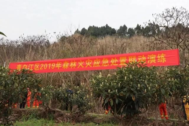 锦上添花！绽放现代林业生态之美，荣添青白江之彩！