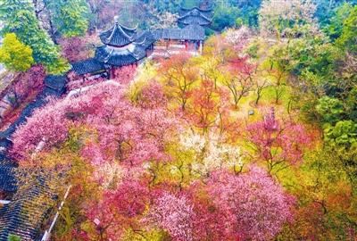 梅花不争春 清气满乾坤